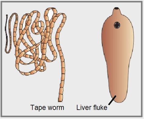 Phylum Platyhelminthes Pcsstudies Biology