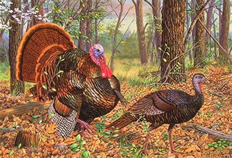 Animals, flowers, holidays and children's designs are all available. Turkeys In The Woods Cross Stitch Pattern***L@@K***