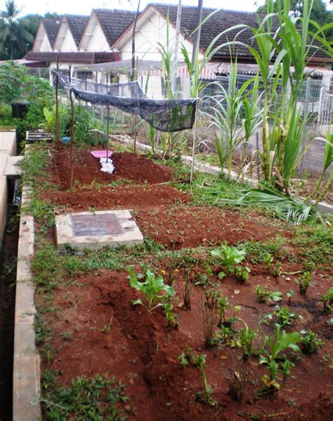 Kebun Sayur Mini Di Belakang Rumah Week Of Mourning