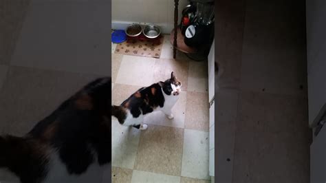 Calico Cat Talking For Food Funny Youtube