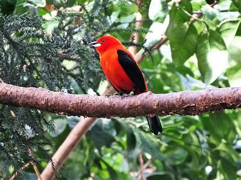 Male Brazilian Tanager Zoochat