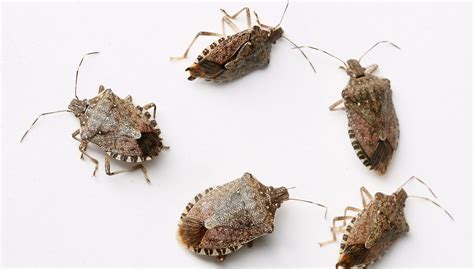 Tips For Keeping Stink Bugs Out Of Your House