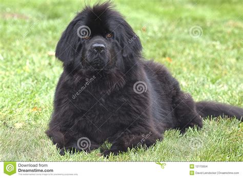 Obedient Newfoundland Dog Stock Photo Image Of Newfoundland 12115554