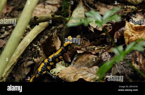 Salamander Salamander Stock Videos Footage HD And 4K Video Clips