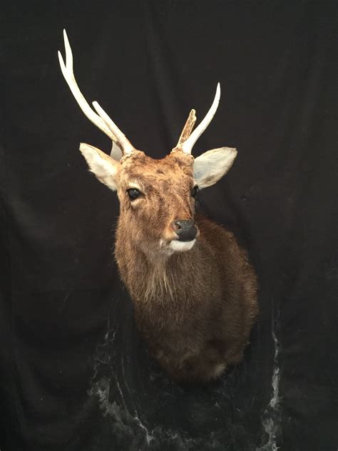 Sika Deer Kentucky Hunting