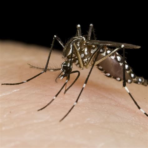 Mosquitoes Species In Uk Peepsburghcom