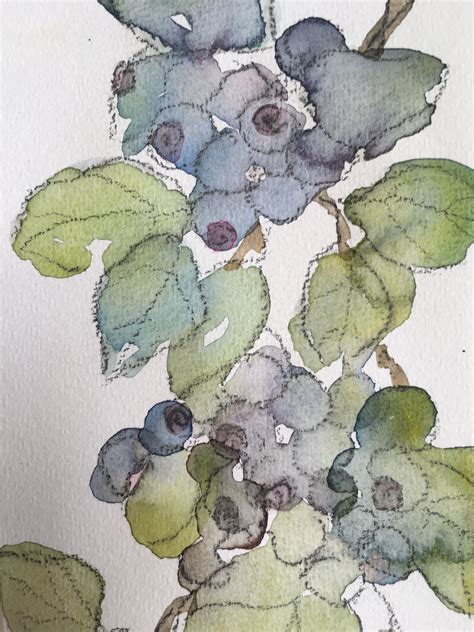 Blueberries Painted With Watercolors And Watercolor Pencil On Paper In