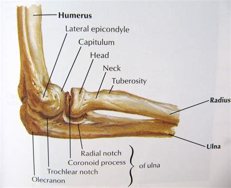 Notes on Anatomy and Physiology The Elbow Forearm Complex การศกษา