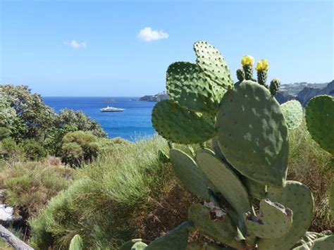 Tutti i prodotti di fiori mediterranei li trovi su macrolibrarsi,it, il grande bioshop online per il benessere del corpo, della mente e dello spirito. Fiori Gialli Mediterranei - Calicotome Spinosa Wikipedia ...