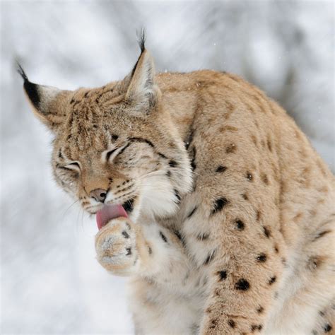 Lynx Cats Biological Science Picture Directory