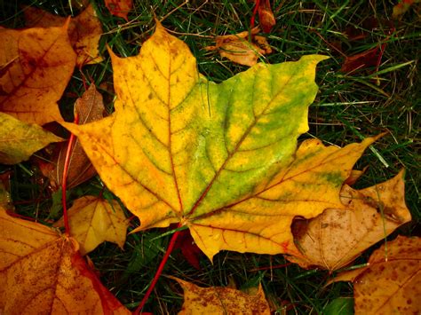 Soul Amp Fall Leaf Photos Closeup In Wisconsin In The