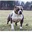 American Bully Puppies For Sale  Elkhart IN 181487