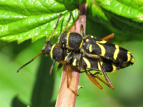 Wasp Beetle Naturespot