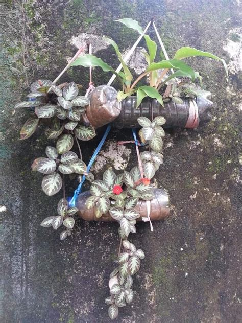 Berbicara seputar link video viral bangladesh yang saat ini sedang menjadi trending topik hingga telah terbukti memenuhi mesin pencarian google dengan video viral dimasukin botol. Memanfaatkan Kaleng, Gelas dan Botol Plastik Bekas untuk ...