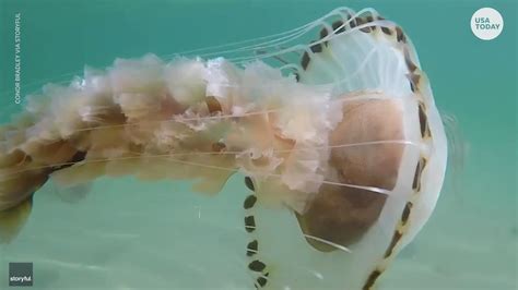 Jellyfish Swarm A Teacher Off The Coast Of Ireland