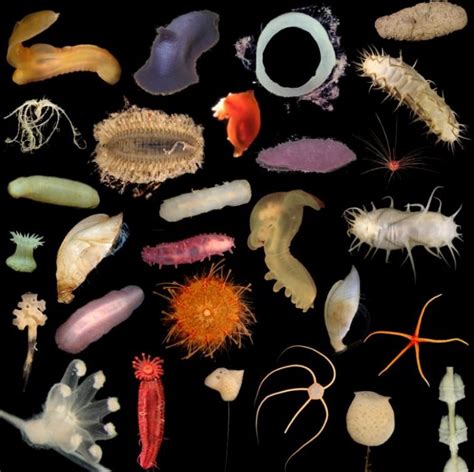 Scientists Find 39 Potential New Deepsea Creatures And Thats Just The