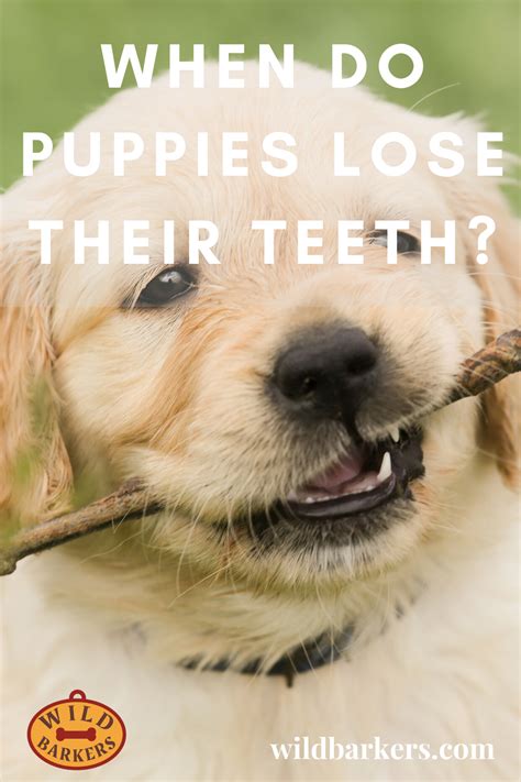 When Do Puppies Lose Their Teeth Teeth Development And Puppy Teething