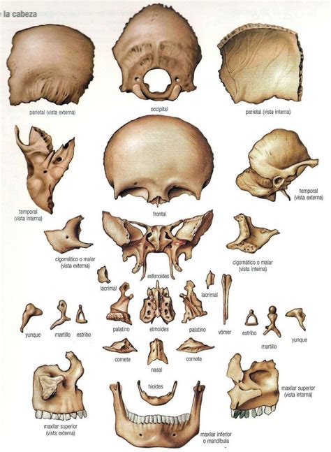 Anatomy Bones Skull Anatomy Head Anatomy Skeleton Anatomy Brain