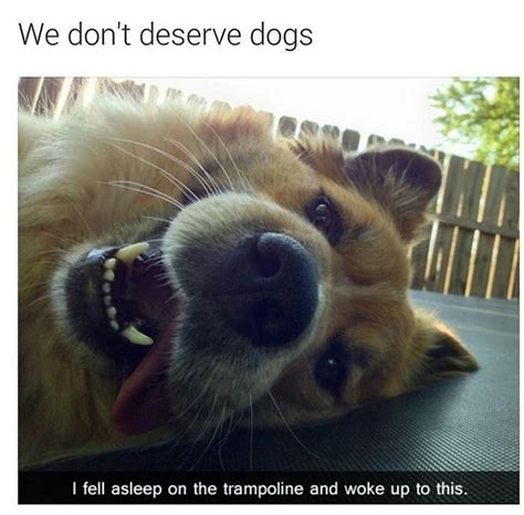 Smiling Dog Memes That Will Make You Very Happy Always Pets
