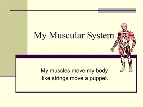 My Muscular System Powerpoint Ppt
