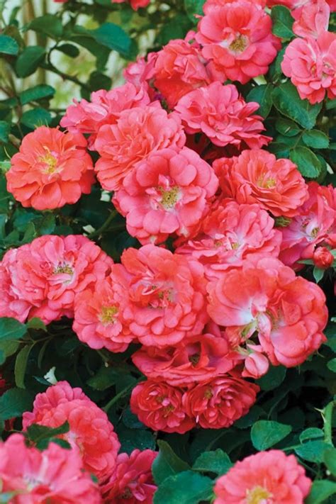 Tall (45 cm) and 30 in. Buy Coral Drift Dwarf Groundcover Rose - FREE SHIPPING ...
