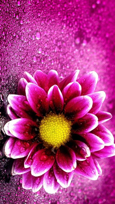 Pink Flower Iphone Wallpapers On Wallpaperdog