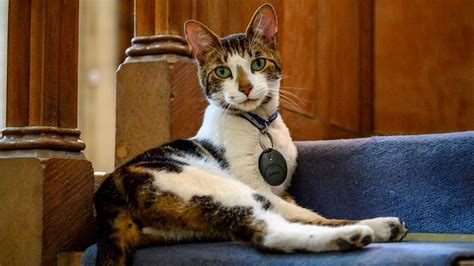 Norwich Cathedral Cat Budge Is Therapy For Parishioners Bbc News