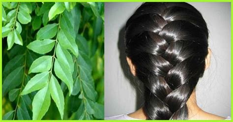 In this day and age, when preserving a youthful appearance is important to men. How To Use Curry Leaves For Hair Growth