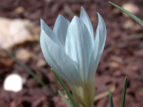 Pacific Bulb Society Spring Blooming Crocus