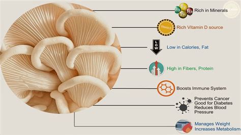 Nutritional Benefits Of Oyster Mushrooms Blog Dandk