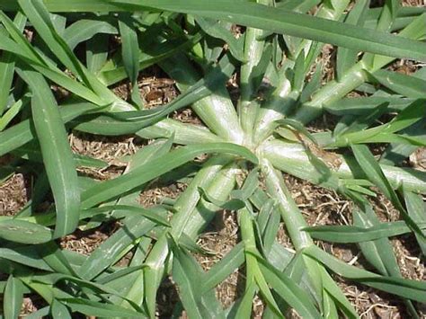 Identifying Common Pennsylvania Grasses