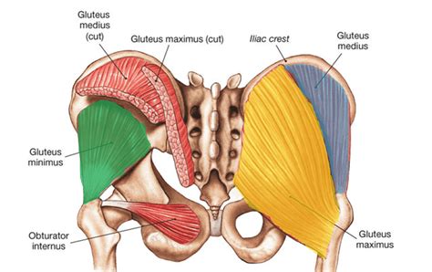 Muscles Of The Lower Back And Buttocks Leg Definition Bones Muscles Facts Britannica