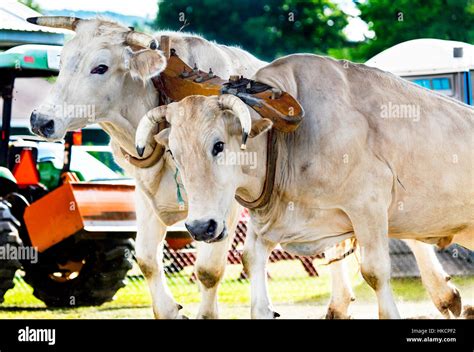Oxen Team Pulling Competition Hi Res Stock Photography And Images Alamy