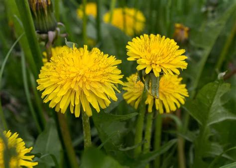 Yellow Dandelions Close Up Stock Photo Image Of Blossom 53790840