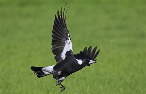 Someone who hangs at the train station or bus stop or anywhere public all day long, usually asking for a cigarette, spare change or pocket lint. Australian Magpie Facts, Habitat, Diet, Life Cycle, Baby ...
