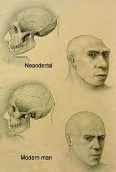Who Is Neanderthal Man