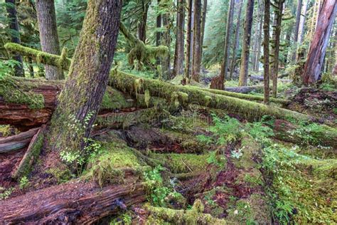 Sol Duc Rainforest At Olympic National Park Oregon Coast Stock Image