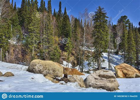 Early Spring In Mountain Coniferous Forest Stock Photo Image Of
