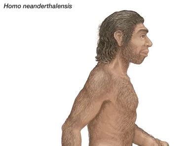 Did Neanderthals Shape Our Noses Civilsdaily