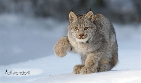 Snow Leopard Uncia Uncia Jeff Wendorffs Photography Blog Small Wild Cats Wild Cats Lynx