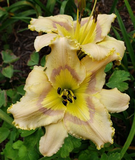 Earthly Treasures Daylily Garden Last Song