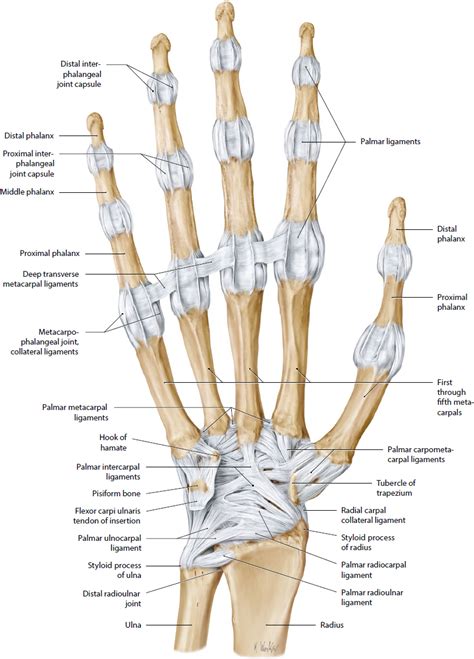 Hand And Microvasculature Musculoskeletal Key