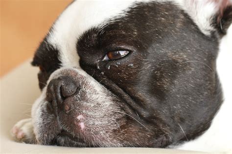 57 French Bulldog Eye Drops Picture Bleumoonproductions