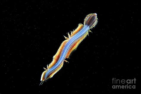 Nereis Pelagica Polychaete Worm Photograph By Alexander Semenovscience