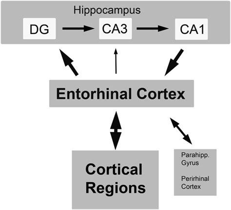Schematic Of Entorhinal Cortex And Its Major Afferent And Efferent