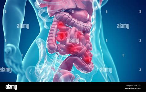 Abdominal Organs Illustration Stock Photo Alamy