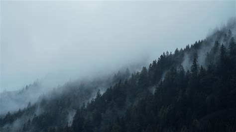 Free Images Nature Forest Wilderness Snow Cloud Fog Mist