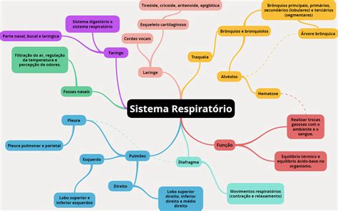 Mapa Mental Sistema Respirat Rio Anatomia B Sica