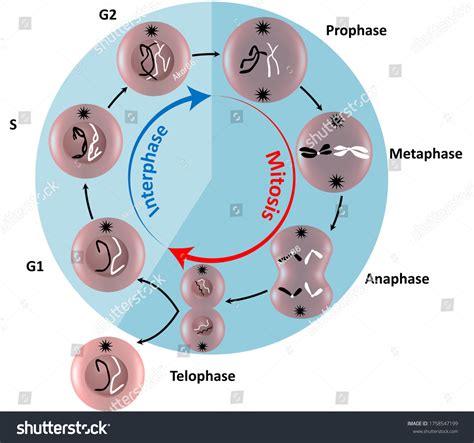 227 G1 Phase Images Stock Photos And Vectors Shutterstock