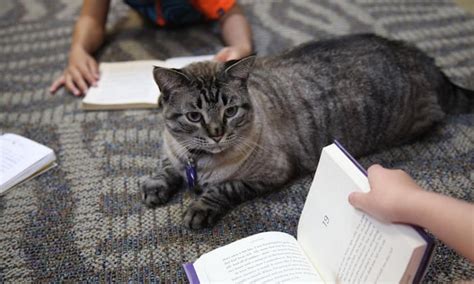 Library Cats Who They Are And Where They Come From Catgazette